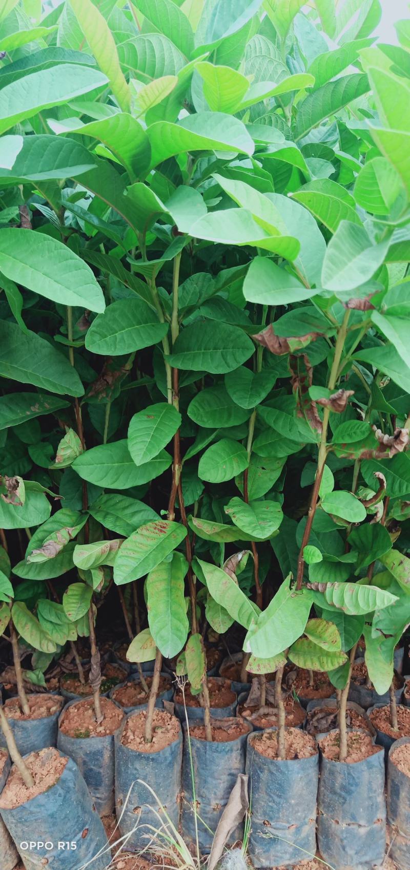 番石榴树苗合适院子别墅种植树苗合适公园面种植种苗水果苗