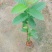番石榴树苗合适院子别墅种植树苗合适公园面种植种苗水果苗