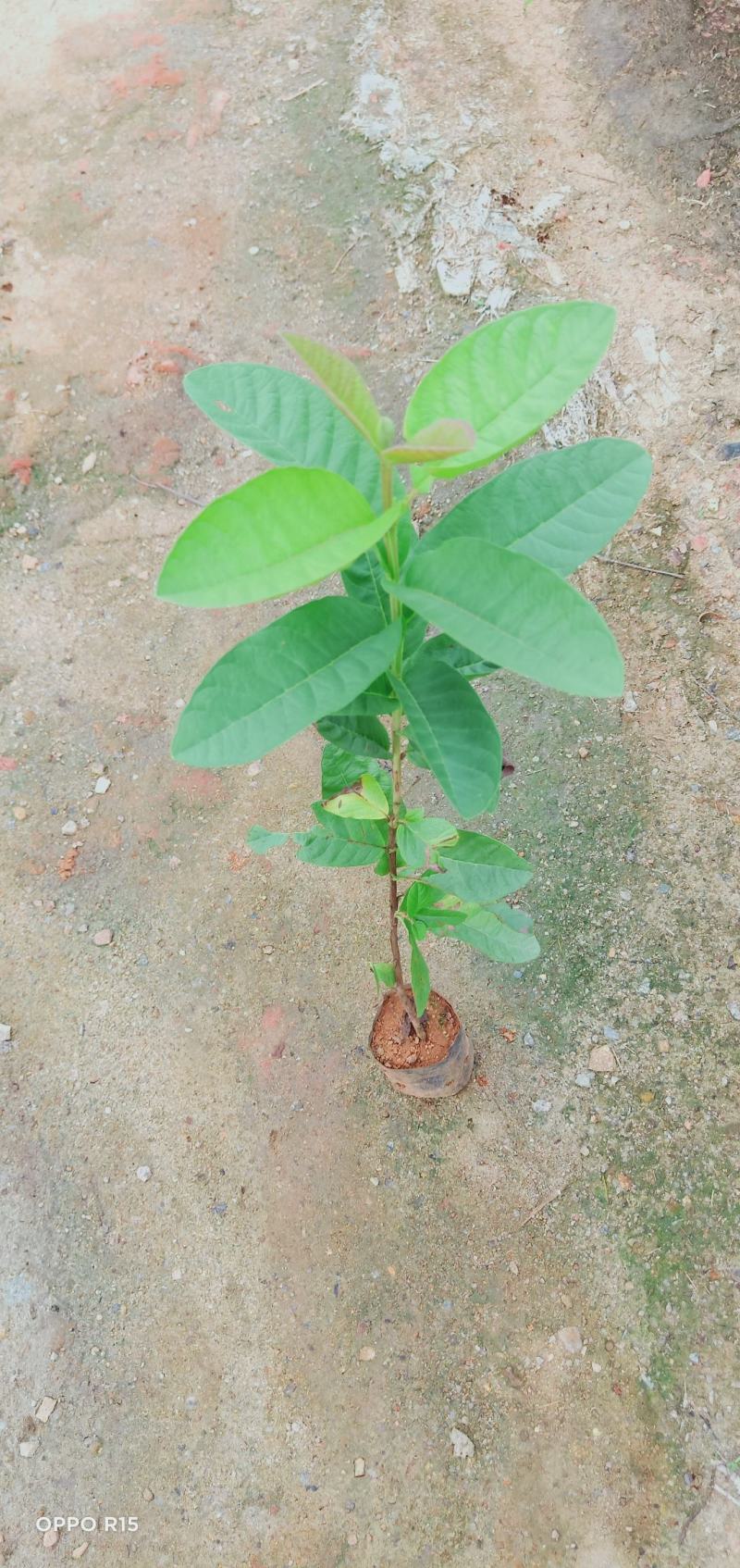 番石榴树苗合适院子别墅种植树苗合适公园面种植种苗水果苗