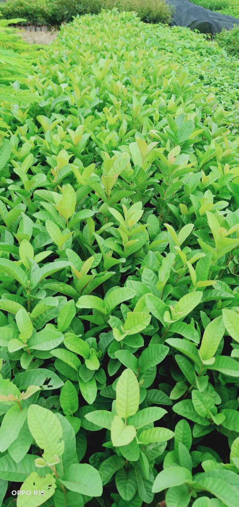 番石榴树苗合适院子别墅种植树苗合适公园面种植种苗水果苗