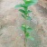 番石榴树苗合适院子别墅种植树苗合适公园面种植种苗水果苗