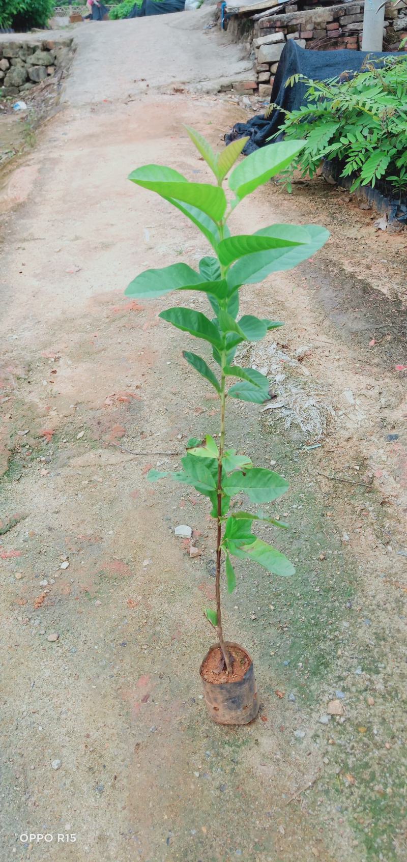 番石榴树苗合适院子别墅种植树苗合适公园面种植种苗水果苗