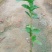 番石榴树苗合适院子别墅种植树苗合适公园面种植种苗水果苗