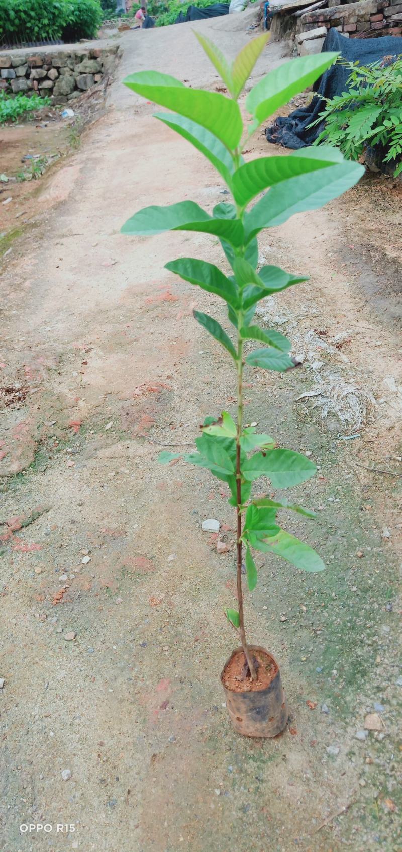番石榴树苗合适院子别墅种植树苗合适公园面种植种苗水果苗