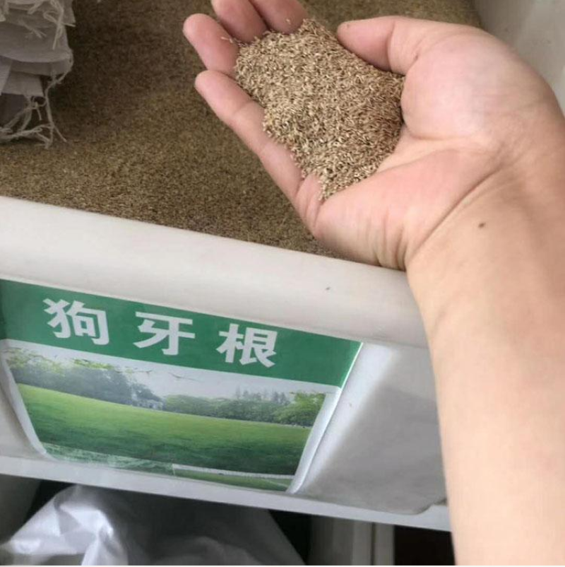 狗牙根种子草坪种子包衣狗牙根带壳狗牙根固堤保土