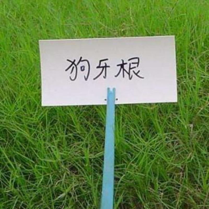 狗牙根种子草坪种子包衣狗牙根带壳狗牙根固堤保土
