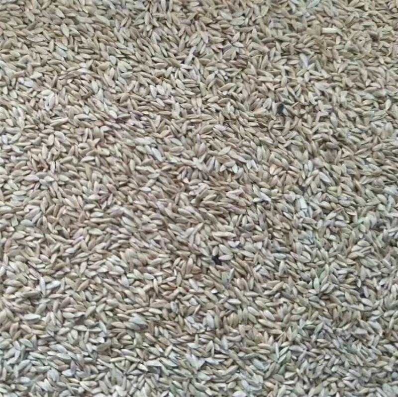 狗牙根种子草坪种子包衣狗牙根带壳狗牙根固堤保土