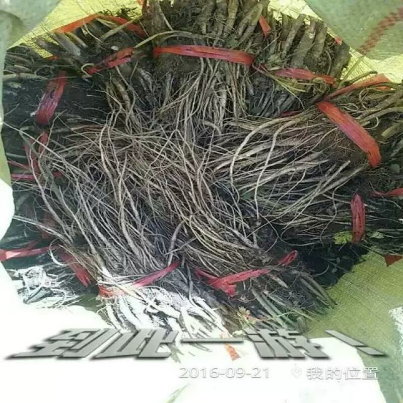 当归苗黄芪苗党参苗