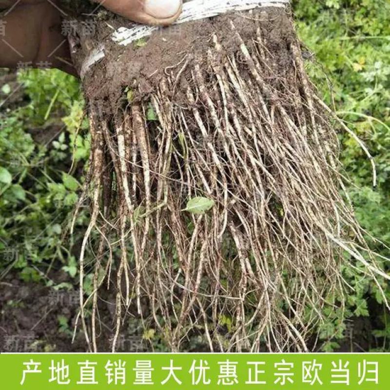 当归苗黄芪苗党参苗
