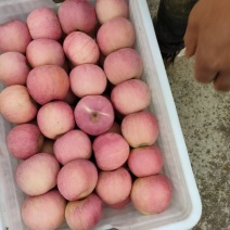 红富士苹果，全红，条纹大量上市了