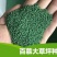 百慕大草种多年生耐寒耐践踏耐旱四季常青