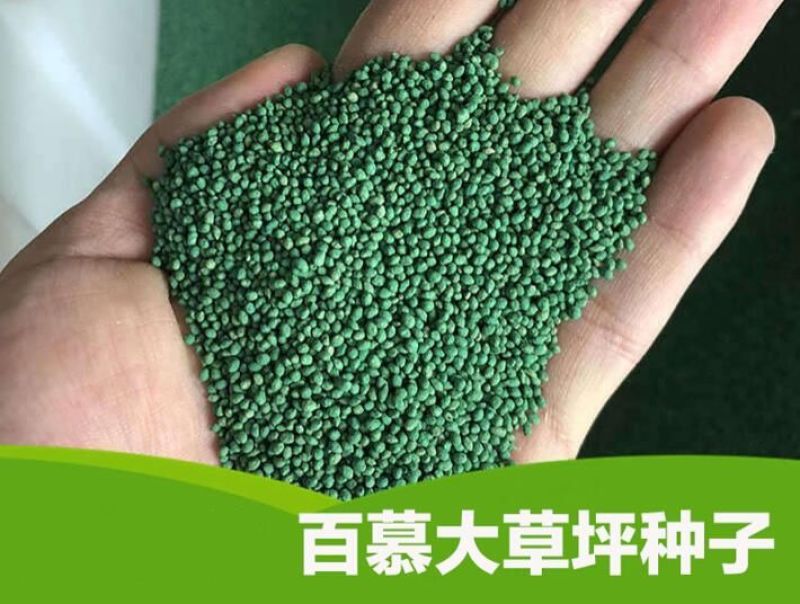 百慕大草种多年生耐寒耐践踏耐旱四季常青