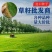 百慕大草种多年生耐寒耐践踏耐旱四季常青