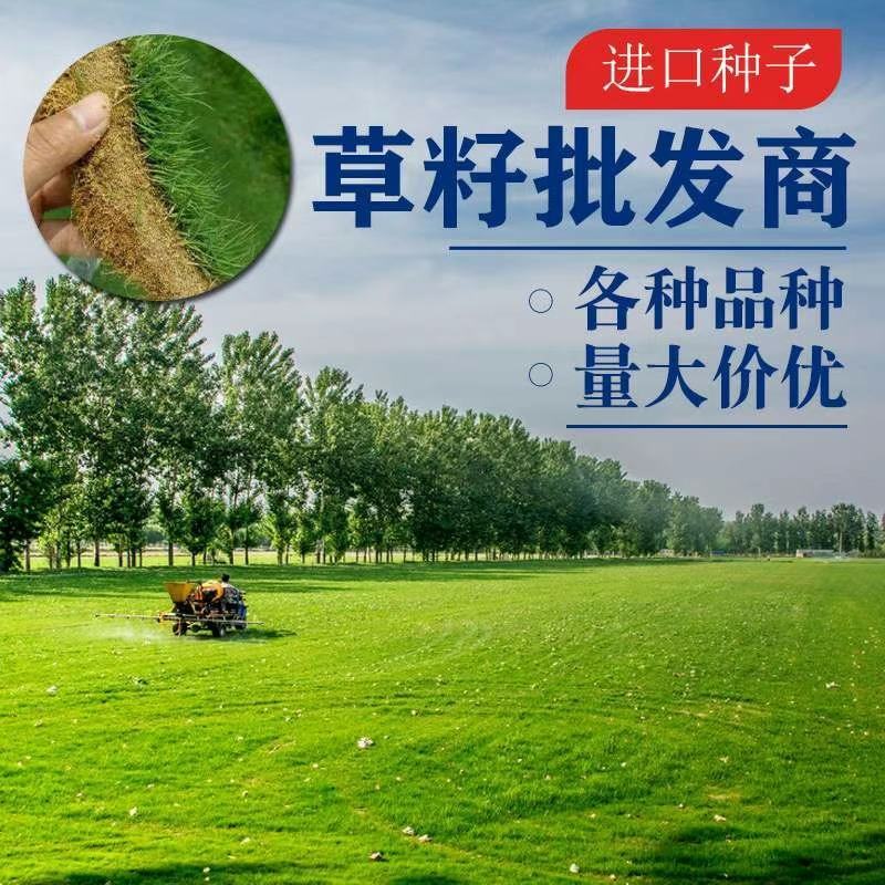 百慕大草种多年生耐寒耐践踏耐旱四季常青