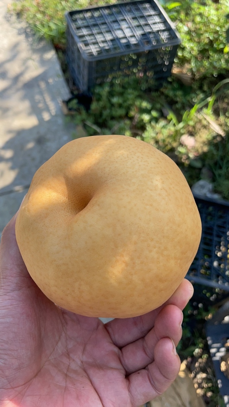 金秋梨没有抹膨大剂甜素剂口感杠杠的，肉质细嫩