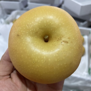 正宗秋月梨大量上市果肉鲜美可口水分充足