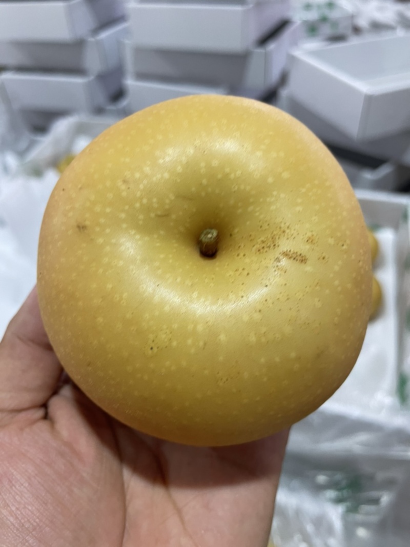 正宗秋月梨大量上市果肉鲜美可口水分充足
