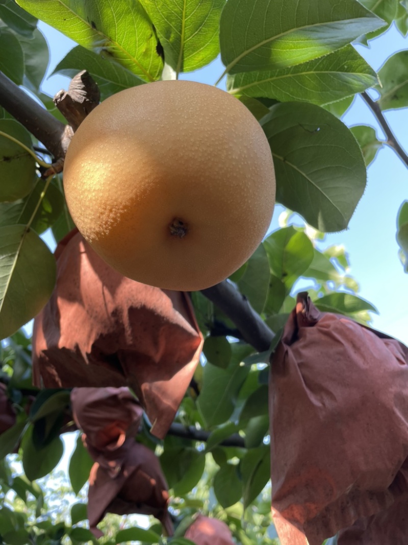 正宗秋月梨大量上市果肉鲜美可口水分充足