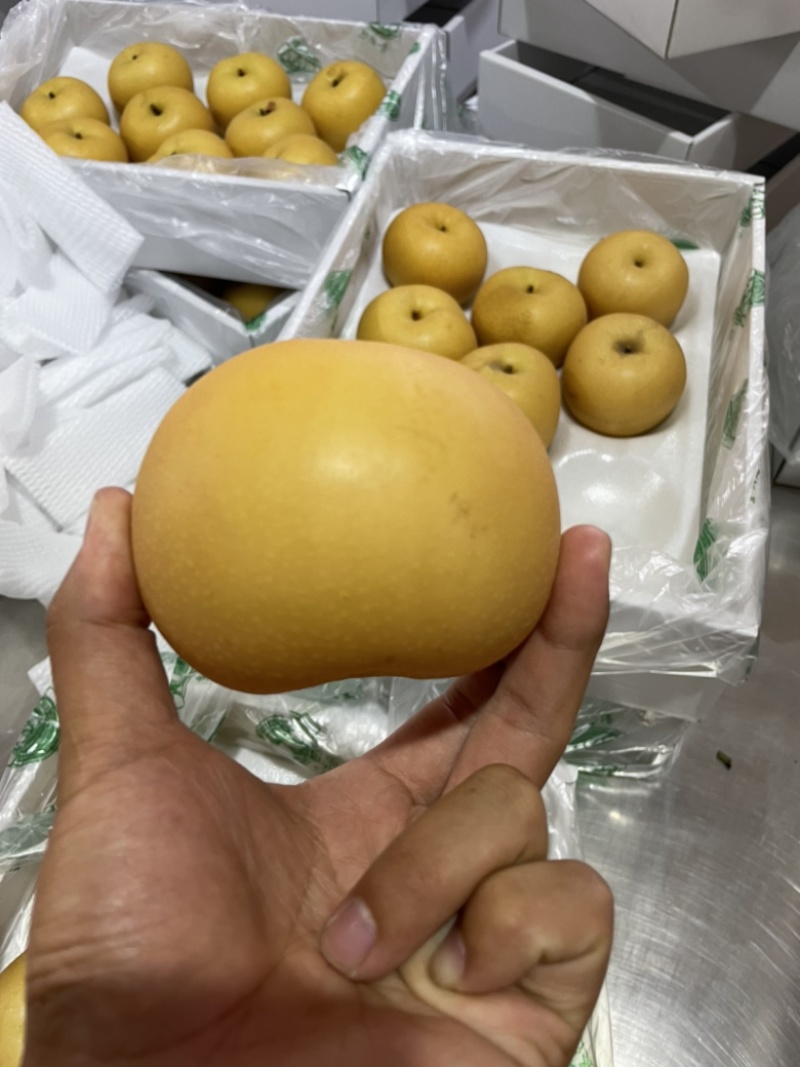 正宗秋月梨大量上市果肉鲜美可口水分充足