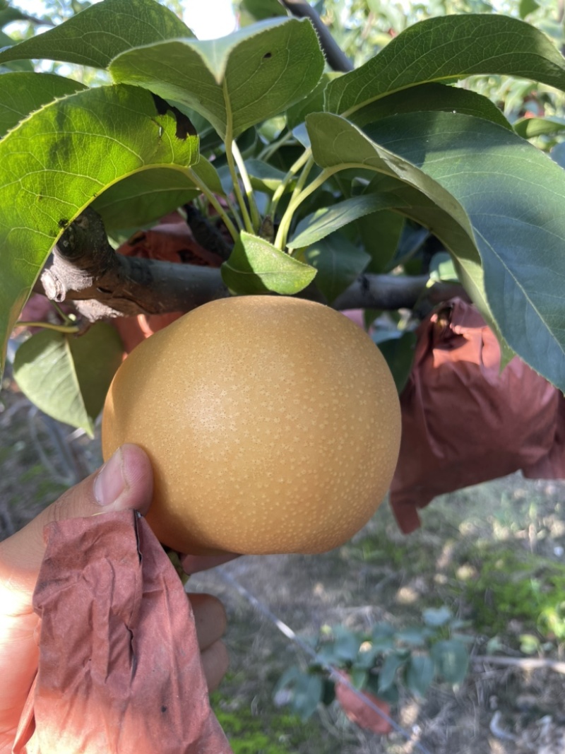 正宗秋月梨大量上市果肉鲜美可口水分充足