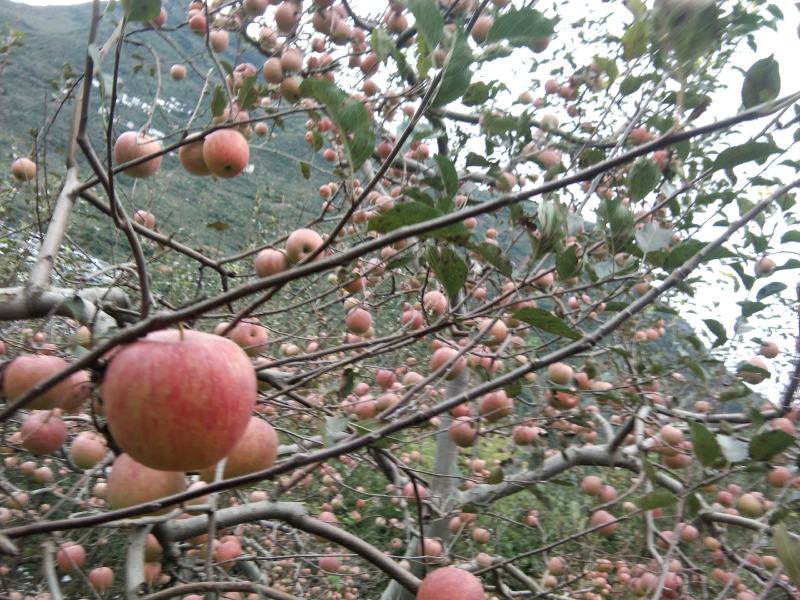 红富士丝丝红大量上市了，一手货源产地直销