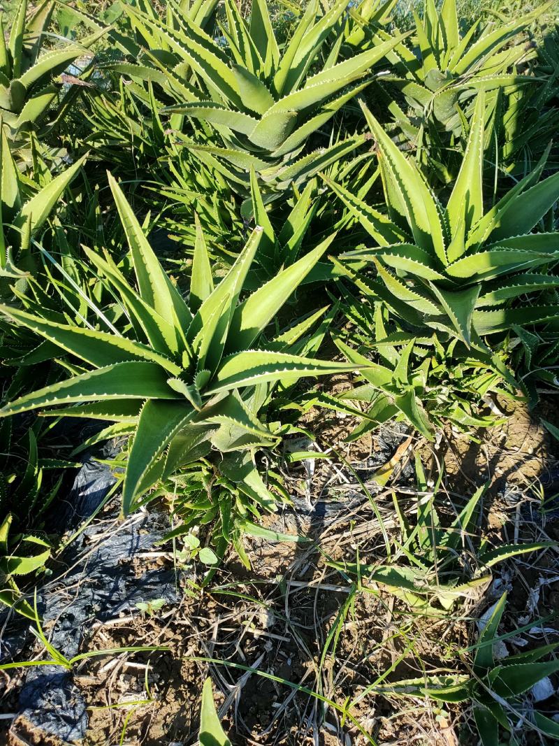 玉树小苗处理，非诚勿扰。全部最低价格，给钱就卖。。