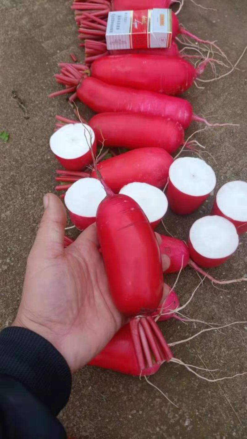 红皮萝卜