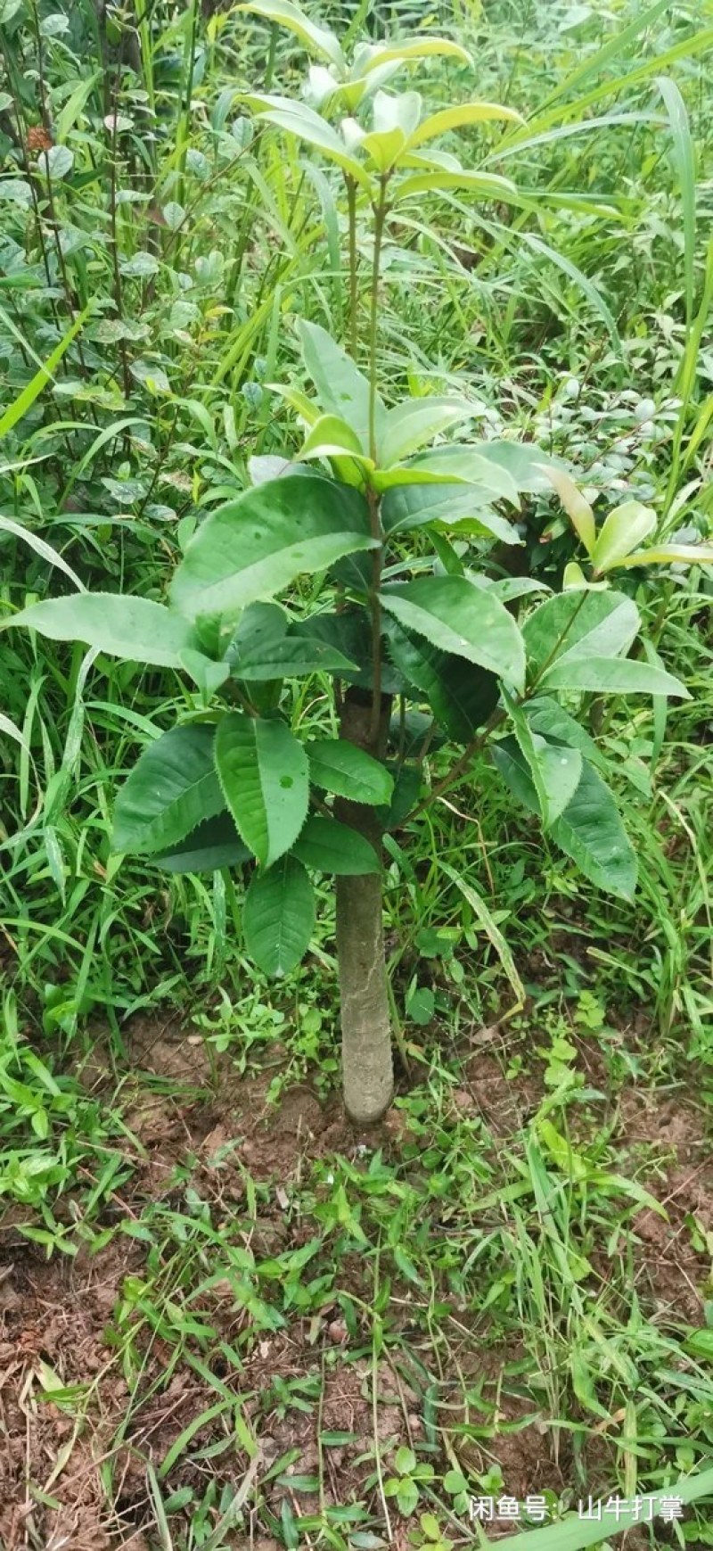 桂花树桩盆栽桂花盆景素材八月桂老桩造型金桂浓香型庭院植物