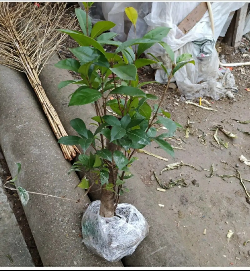 桂花树桩盆栽桂花盆景素材八月桂老桩造型金桂浓香型庭院植物