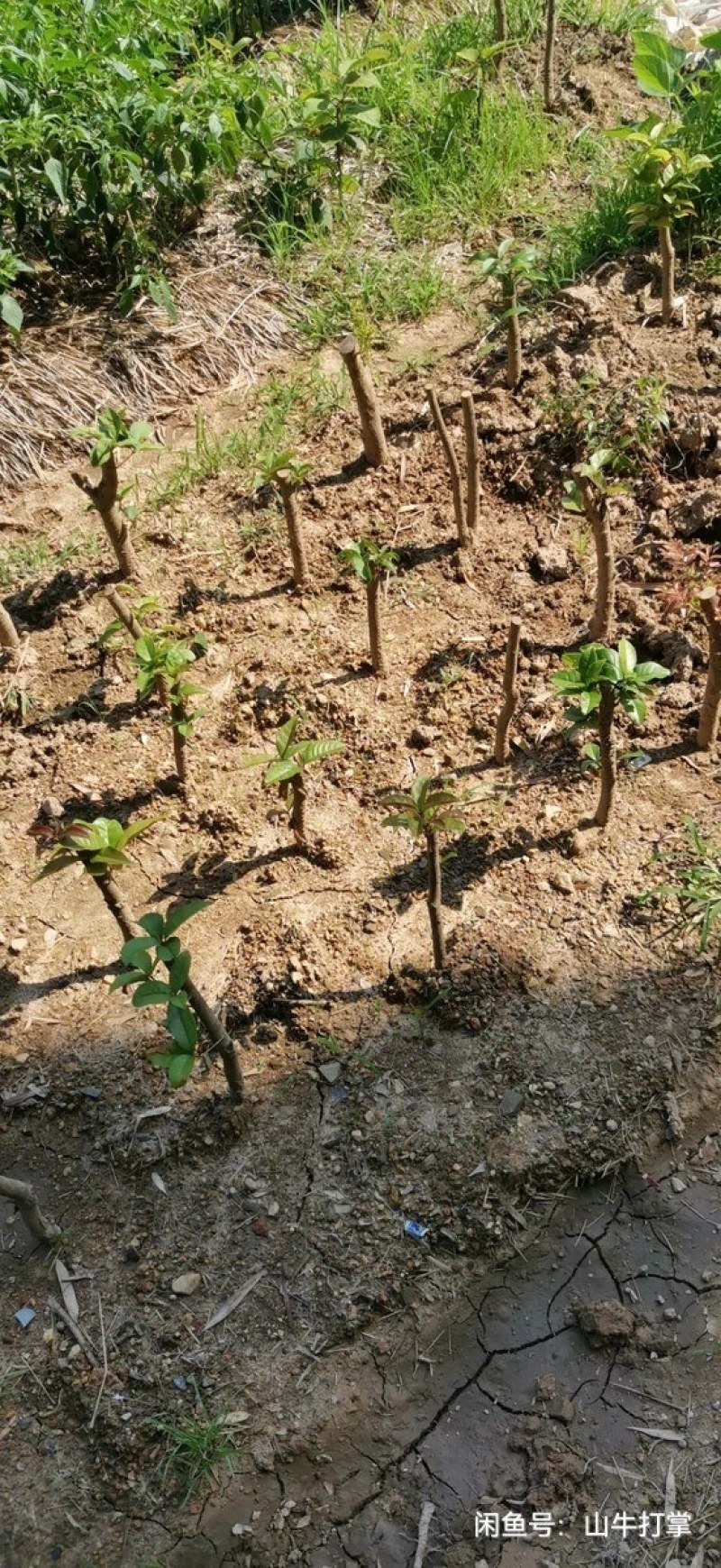 桂花树桩盆栽桂花盆景素材八月桂老桩造型金桂浓香型庭院植物