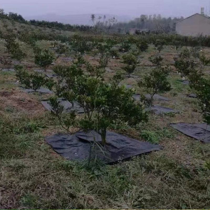切片防草布打孔除草布抗老化防草布透气透水园林地布果园防草