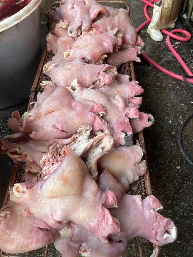 山东精品牛头肉，牛脸肉。欢迎大家前来订购