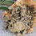 芙蓉叶中药材芙蓉叶天然木芙蓉叶干芙蓉花叶地芙蓉新货