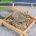 芙蓉叶中药材芙蓉叶天然木芙蓉叶干芙蓉花叶地芙蓉新货