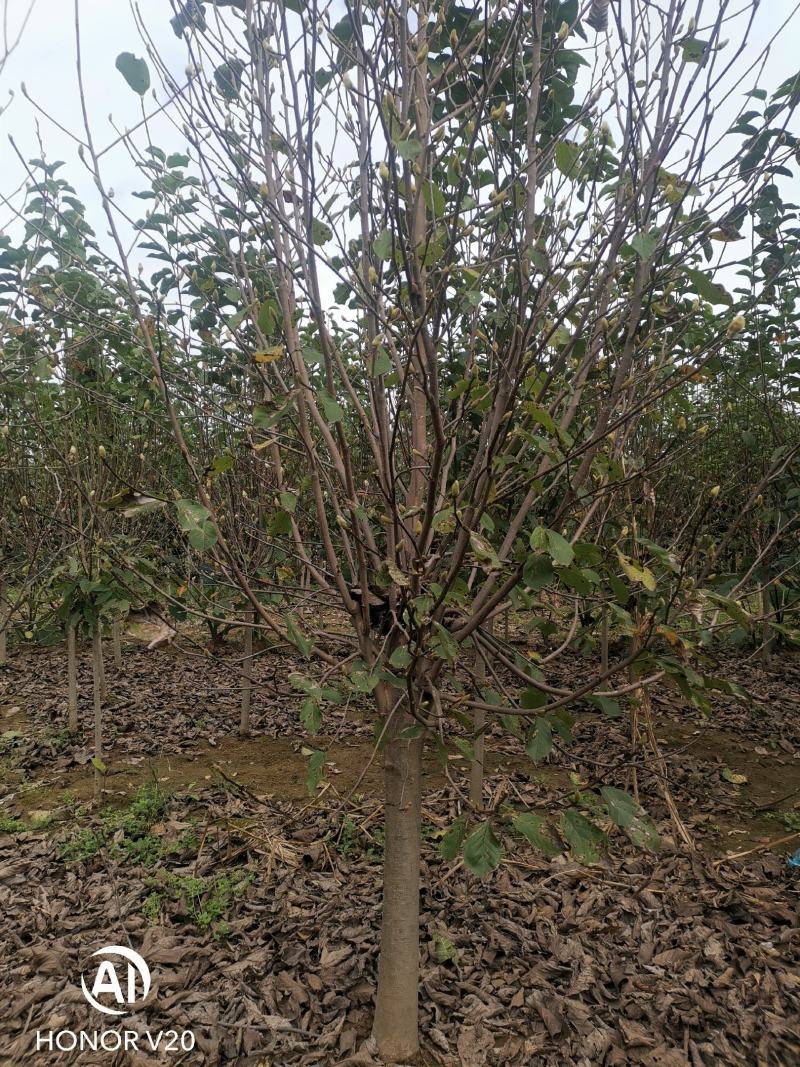 基地直供3至20公分红玉兰，树形好，分支点统一，价格亲民