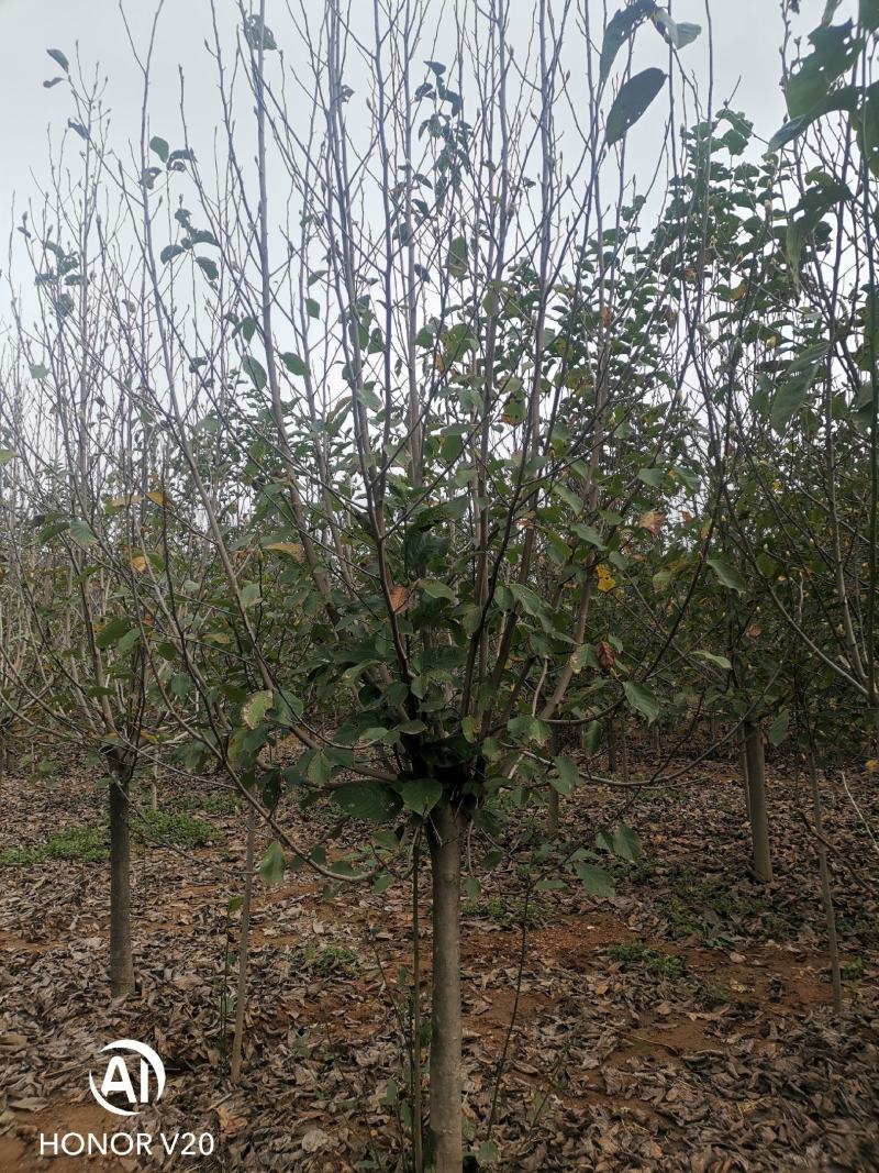 基地直供3至20公分红玉兰，树形好，分支点统一，价格亲民