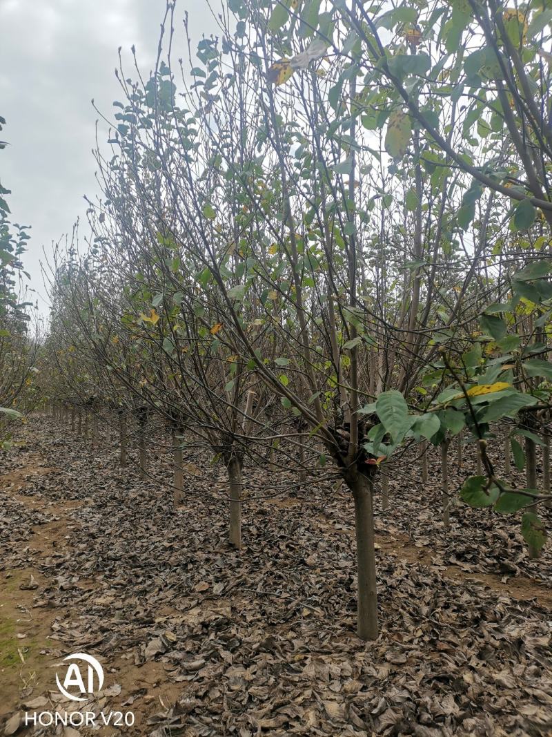 基地直供3至20公分红玉兰，树形好，分支点统一，价格亲民
