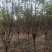 基地直供3至20公分红玉兰，树形好，分支点统一，价格亲民
