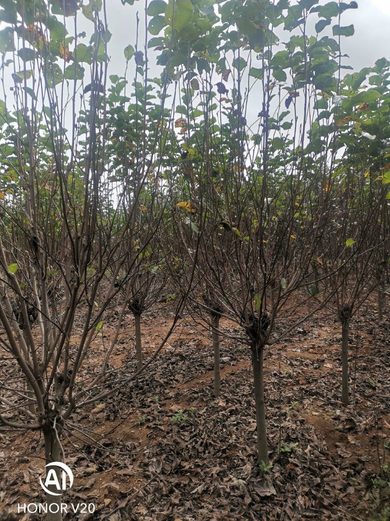基地直供3至20公分红玉兰，树形好，分支点统一，价格亲民