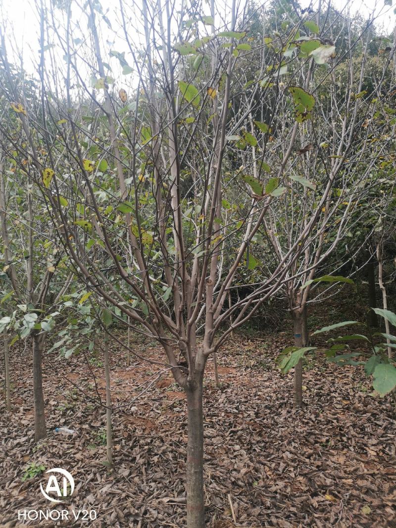 基地直供3至20公分红玉兰，树形好，分支点统一，价格亲民