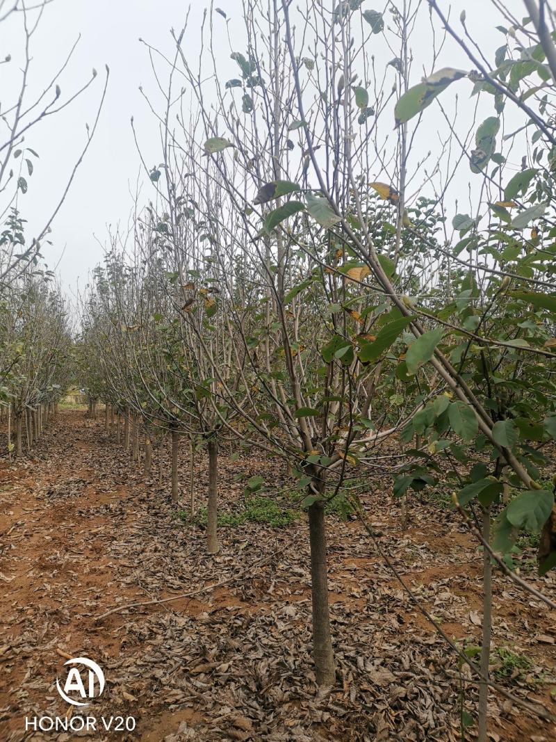 基地直供3至20公分红玉兰，树形好，分支点统一，价格亲民