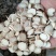 白芍精选中药材白芍无硫无添加精挑细选经营各种规格中药材