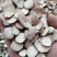 白芍精选中药材白芍无硫无添加精挑细选经营各种规格中药材