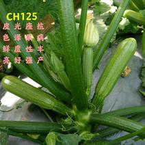 CH125西葫芦种子皮色鲜亮光泽度好连续座果性强丰产