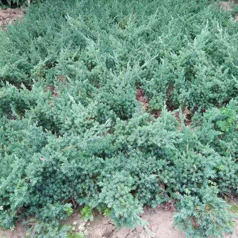铺地柏柏树苗苗圃常年供应铺地柏规格齐全