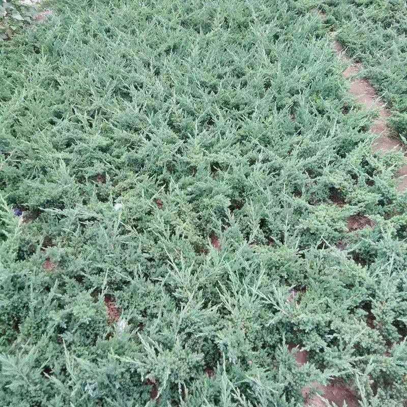 铺地柏柏树苗苗圃常年供应铺地柏规格齐全