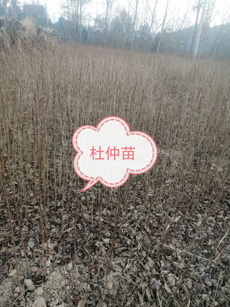 杜仲苗