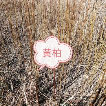 黄柏苗