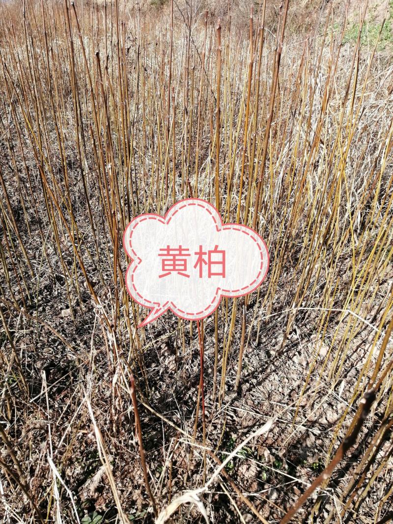 黄柏苗