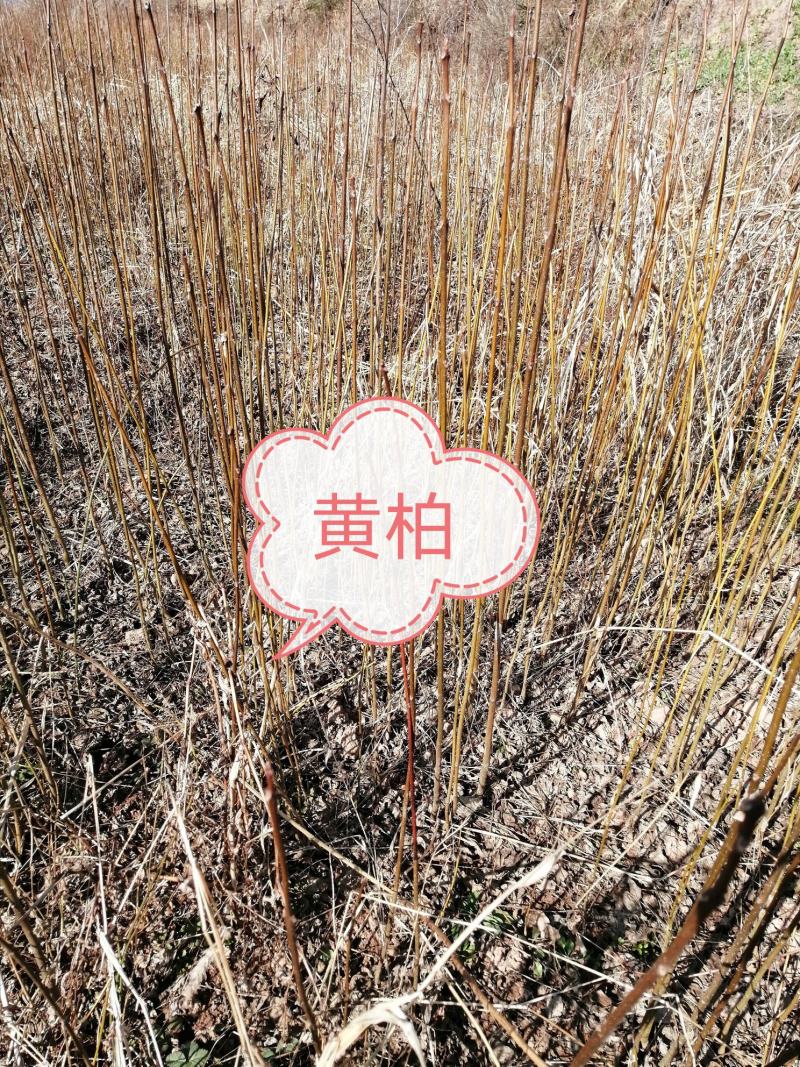 黄柏苗